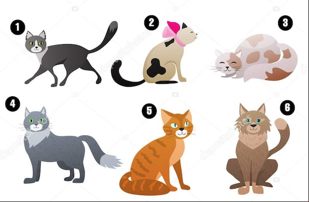 Descubre que tipo de persona eres según el gato que elijas en este test visual (Foto: depositphotos)