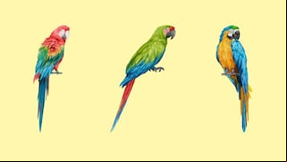 Test: choose one of the parrots in this image to discover your true identity
