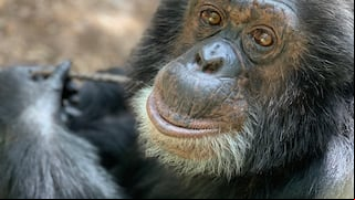 Michael Jackson: lo que sucedió con Bubbles, el chimpancé del cantante
